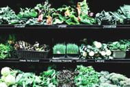 Leafy green vegetables are rich in magnesium, which is important for healthy hair. (Image via Pexels)